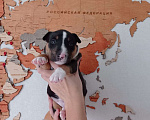 Собаки в Курске: Щенки миниатюрного бультерьера Мальчик, 80 000 руб. - фото 3