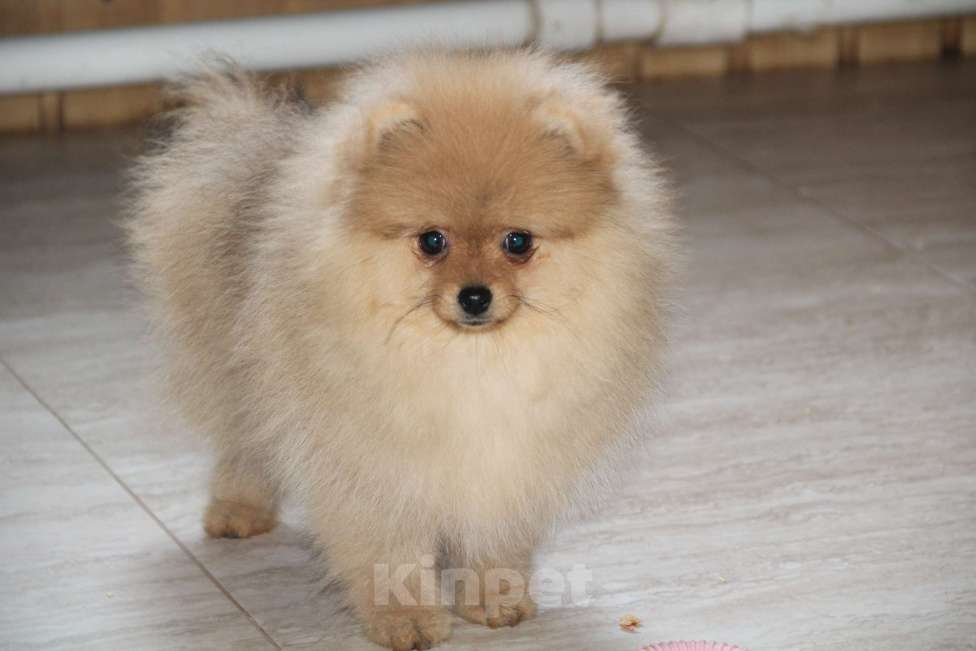 Собаки в Раменском: Девочка шпица Девочка, 50 000 руб. - фото 3