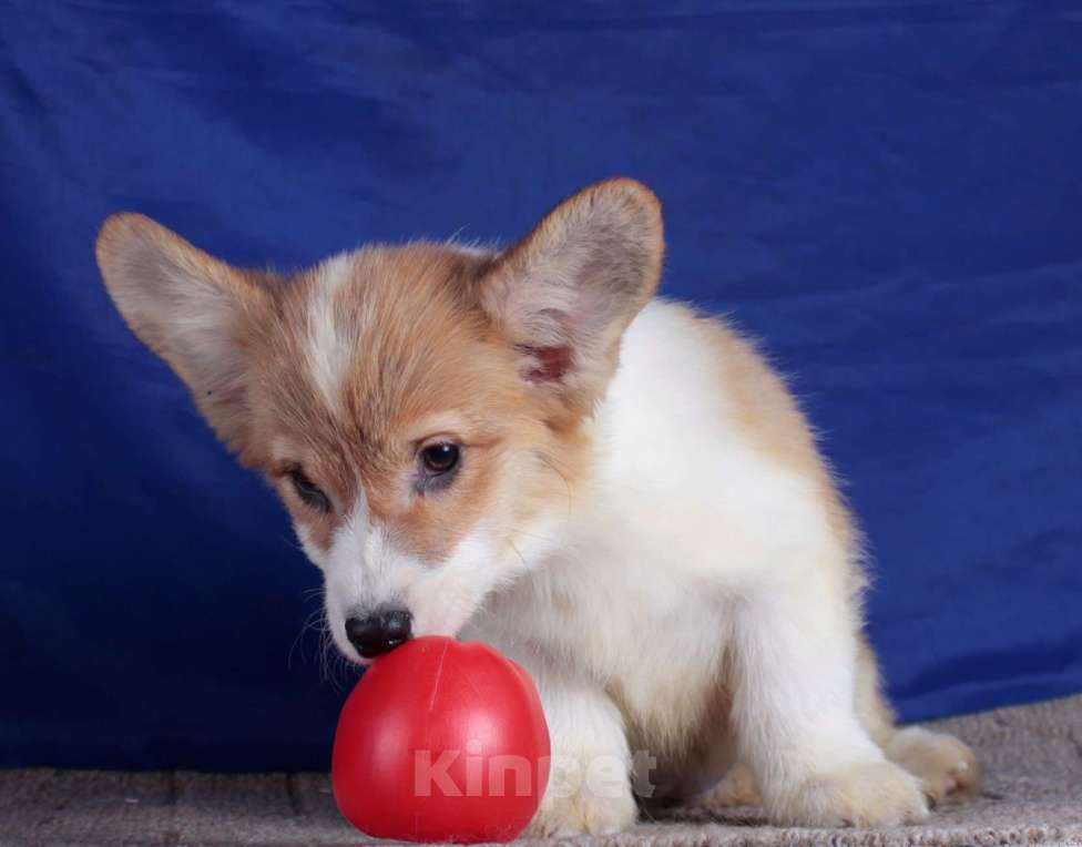 Собаки в Москве: вельш корги пемброк щенки от Интерчемпиона Девочка, 70 000 руб. - фото 2