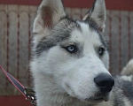 Собаки в Краснодаре: Кобель Хаски Мальчик, 1 руб. - фото 2