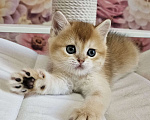 Кошки в Саратове: Шотландский прямоухий котенок Мальчик, 45 000 руб. - фото 4