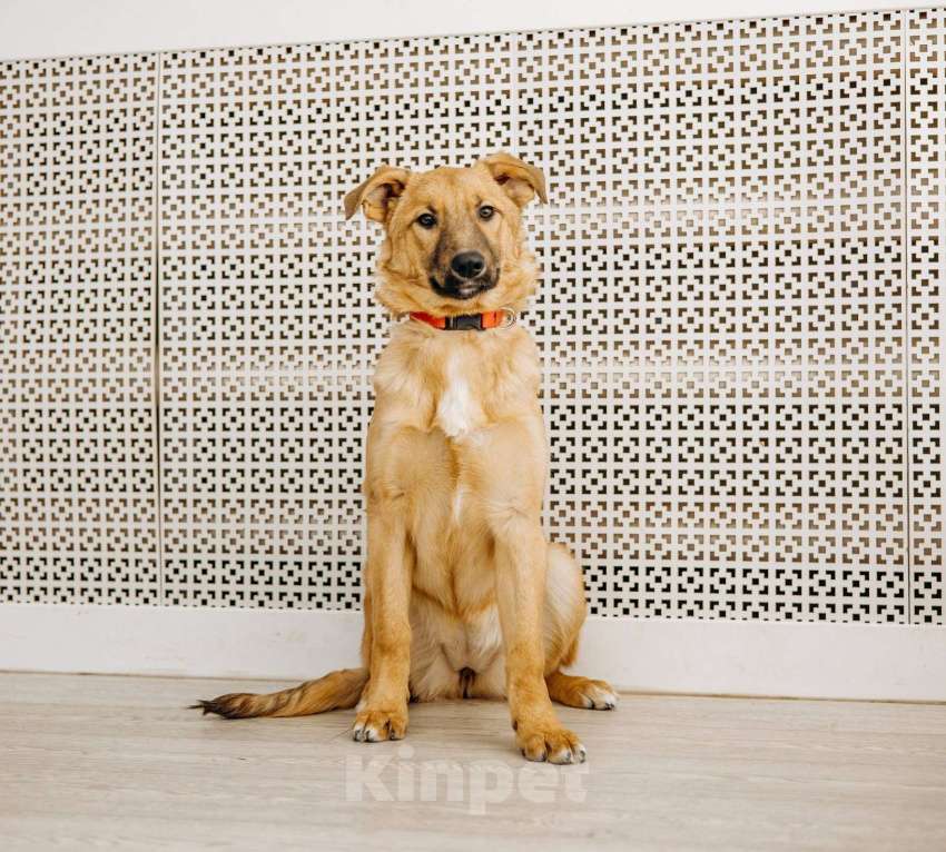 Собаки в Москве: Щенок бесплатно в Москве Девочка, Бесплатно - фото 5