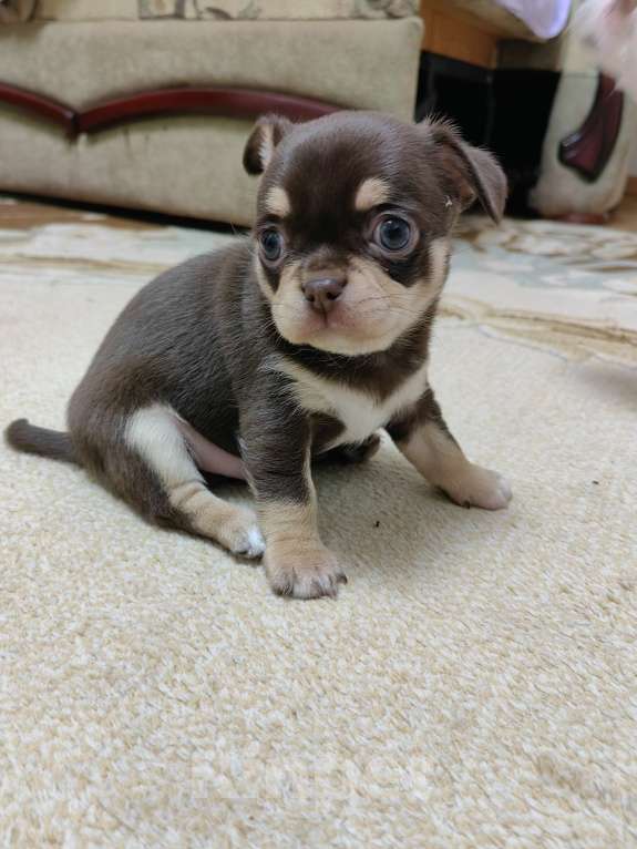 Собаки в Краснодаре: Чихуахуа Мальчик, 50 000 руб. - фото 4