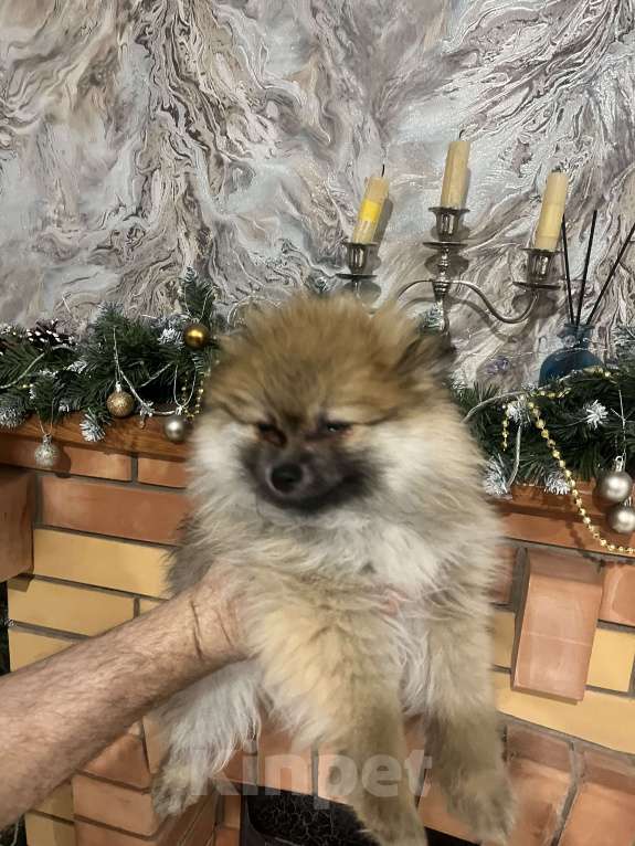 Собаки в других городах Липецкой области: Мальчик Мальчик, 10 000 руб. - фото 3