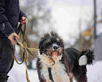 Собаки в Москве: Собака-мечта бородатик Тайсон в добрые руки Мальчик, Бесплатно - фото 5