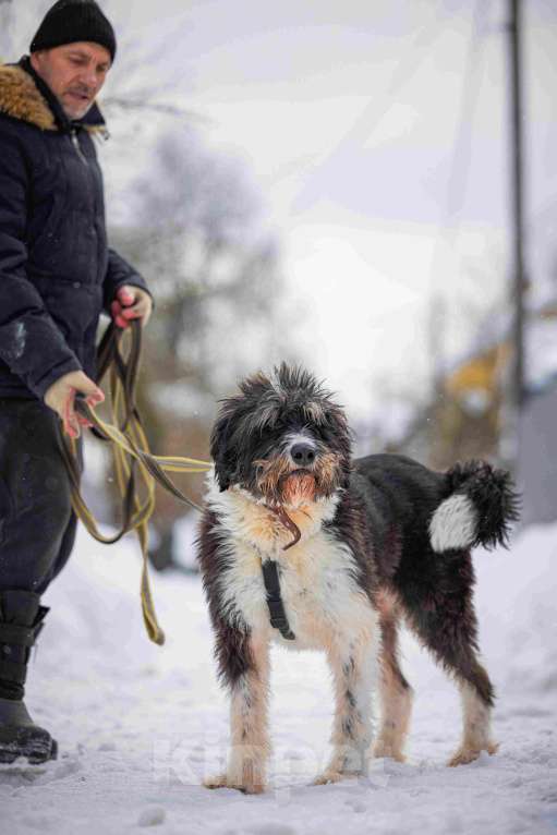 Собаки в Москве: Собака-мечта бородатик Тайсон в добрые руки Мальчик, Бесплатно - фото 5