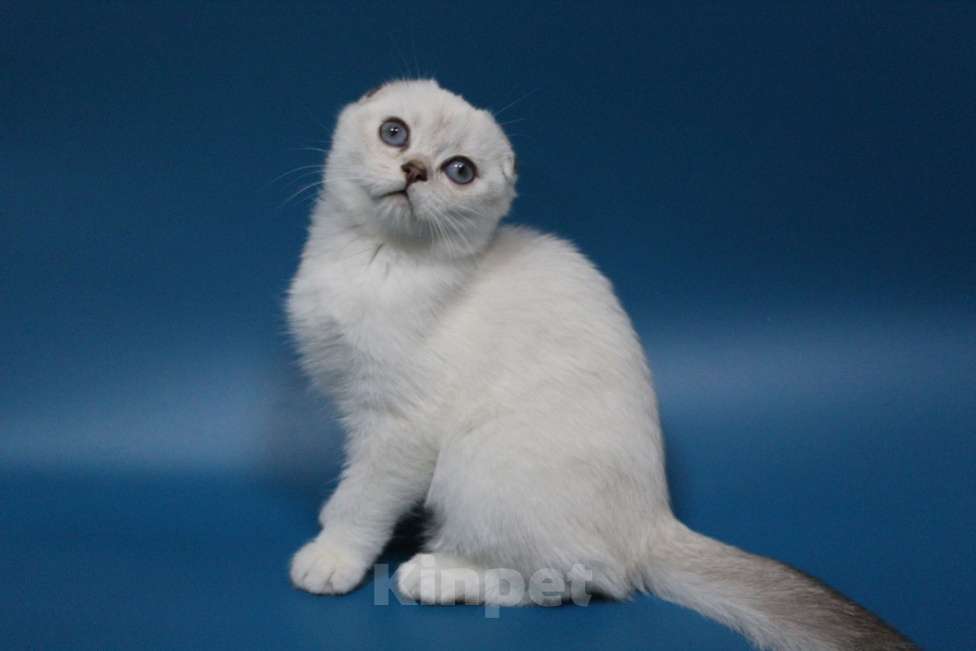 Кошки в Новороссийске: Шотландский  вислоухий котенок  Мальчик, 60 000 руб. - фото 2