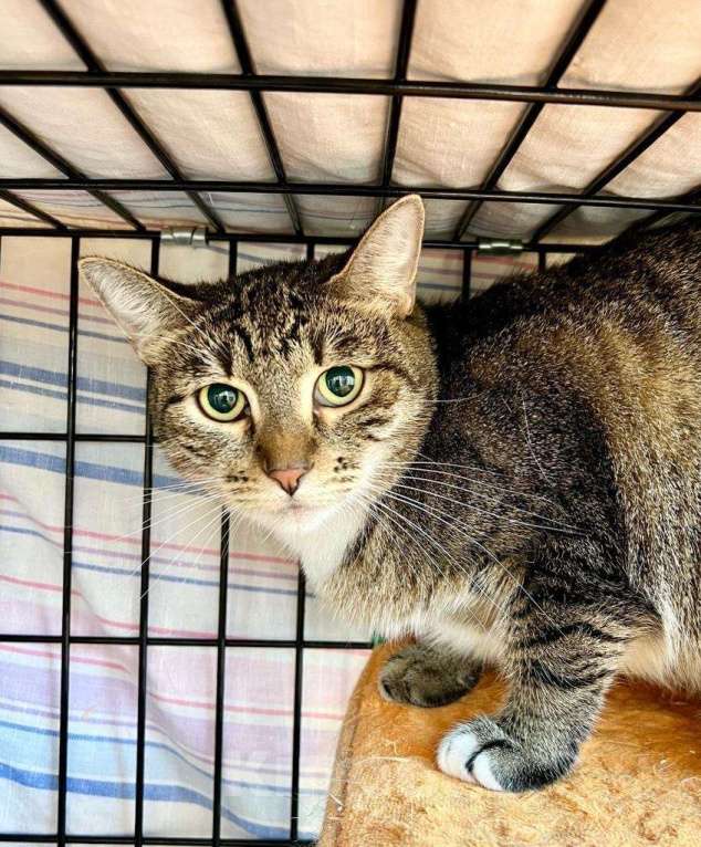 Кошки в Москве: Обаятельная полосатая кошка Риччи в добрые руки Девочка, Бесплатно - фото 6