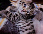 Кошки в Реутове: Котёнок ищет семью Мальчик, Бесплатно - фото 1