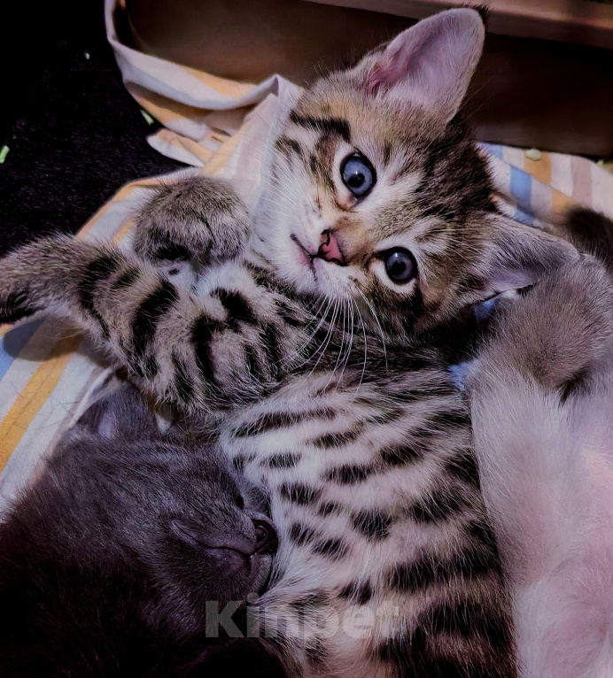 Кошки в Реутове: Котёнок ищет семью Мальчик, Бесплатно - фото 1