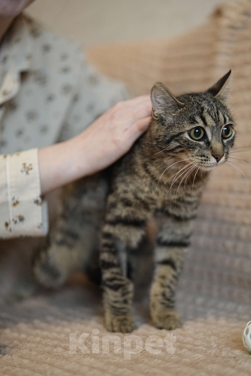 Кошки в Москве: Котенок в добрые руки Девочка, Бесплатно - фото 5
