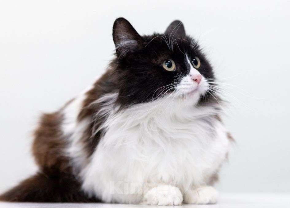 Кошки в Москве: Черно-белый Девочка, Бесплатно - фото 2