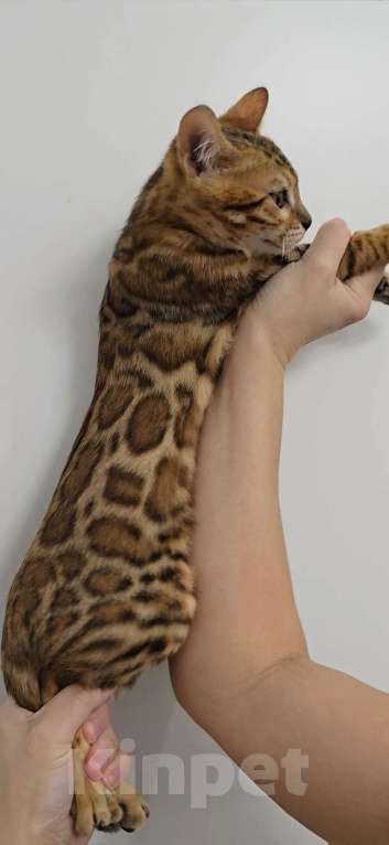 Кошки в Ставрополе: Бенгальские котята Мальчик, 40 000 руб. - фото 3