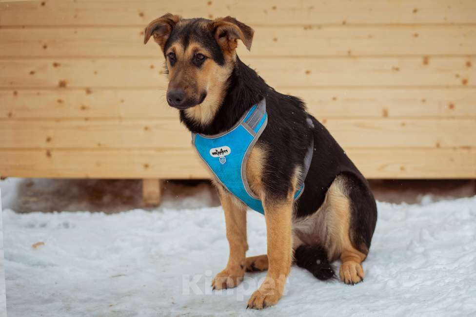 Собаки в Москве: щенок Чупа в добрые руки Девочка, Бесплатно - фото 4