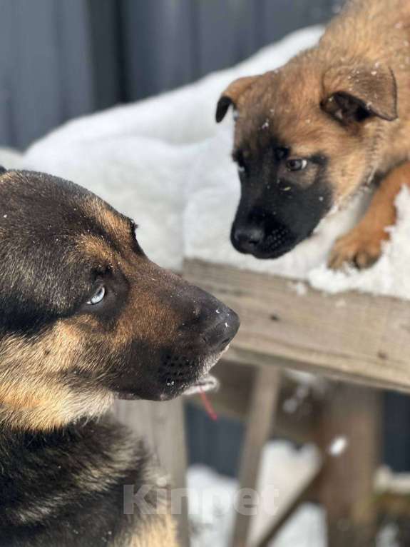 Собаки в Ногинске: Шаловливый щенок хорошему хозяину Девочка, Бесплатно - фото 3
