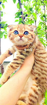 Шотландский короткошерстный кот