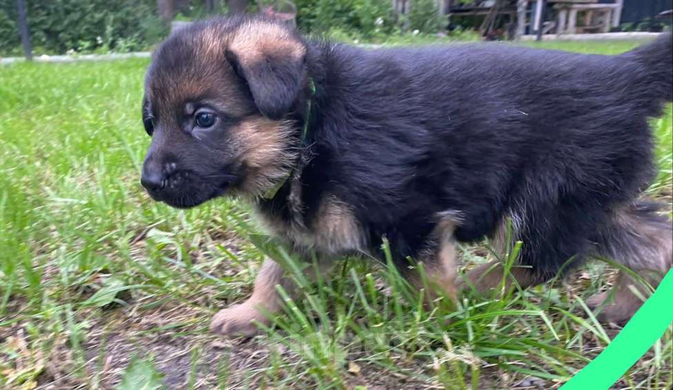 Собаки в других городах Свердловской области: Продам щенка немецкой овчарки Мальчик, 15 000 руб. - фото 2