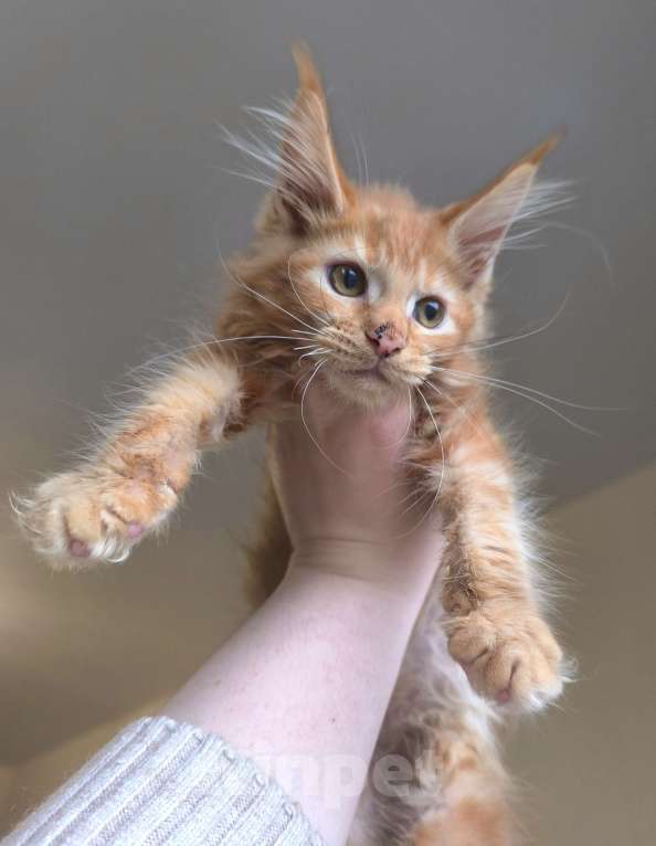 Кошки в Санкт-Петербурге: Зара Девочка, 45 000 руб. - фото 2