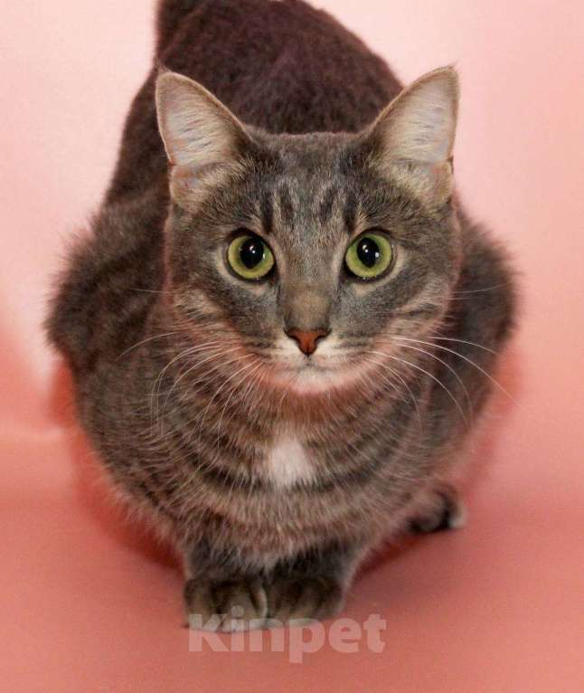 Кошки в Москве: кошка Шанти ищет дом Девочка, Бесплатно - фото 7