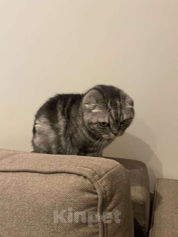 Кошки в Москве: Отдам в добрую семью. Часто в командировках Мальчик, Бесплатно - фото 3