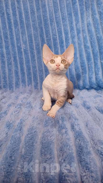 Кошки в Нижнекамске: Котенок девон рекс Мальчик, 45 000 руб. - фото 1