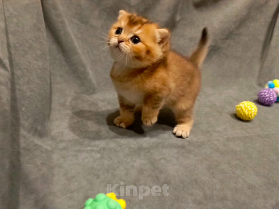 Кошки в Владимире: Шотландский прямоухий котёнок Мальчик, 45 000 руб. - фото 2