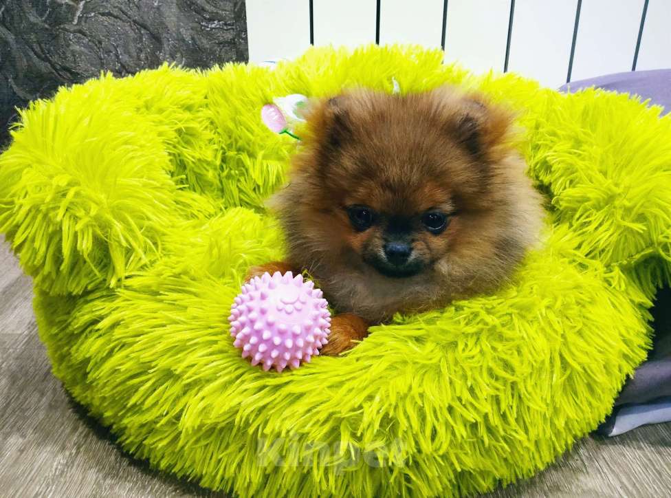 Собаки в Москве: Померанский шпиц, мини девочка Девочка, 25 000 руб. - фото 7