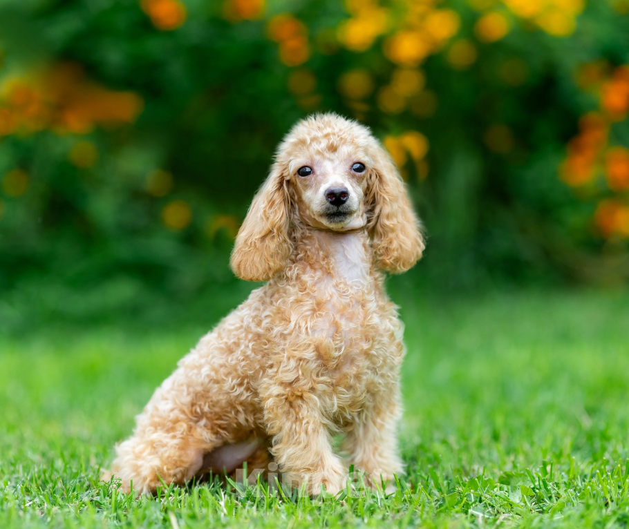 Собаки в Раменском: девочка супер мини Девочка, Бесплатно - фото 2