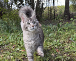 Кошки в Москве: Котенок мейн-кун Девочка, Бесплатно - фото 2