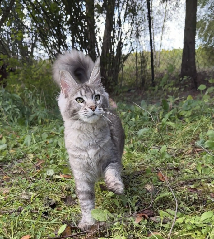 Кошки в Москве: Котенок мейн-кун Девочка, Бесплатно - фото 2