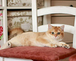 Кошки в Москве: Британский котенок Девочка, 80 000 руб. - фото 2