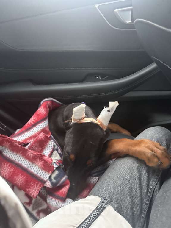 Собаки в Казани: Продаю щенка Добермана Мальчик, 45 000 руб. - фото 4