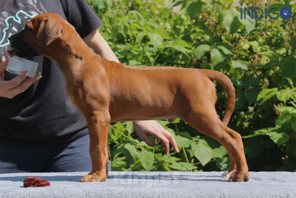 Собаки в Санкт-Петербурге: Мальчик родезийский риджбек щенок. Питомник РКФ Мальчик, 110 000 руб. - фото 4