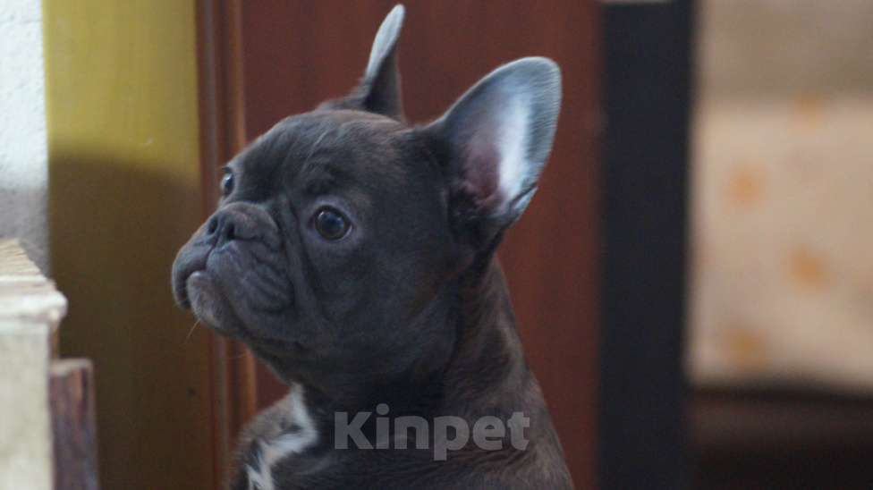 Собаки в Новочебоксарске: Французский бульдог, щенок Арчи Мальчик, 100 000 руб. - фото 2