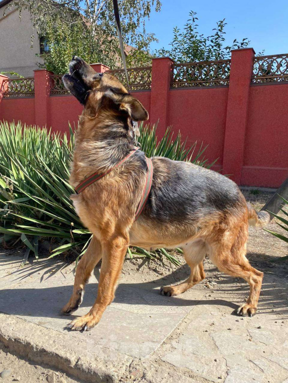 Собаки в Москве: Овчарка в добрую семью Девочка, Бесплатно - фото 4