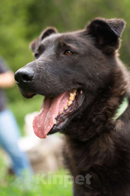 Собаки в Москве: Милый мишка Чоко Мальчик, Бесплатно - фото 6