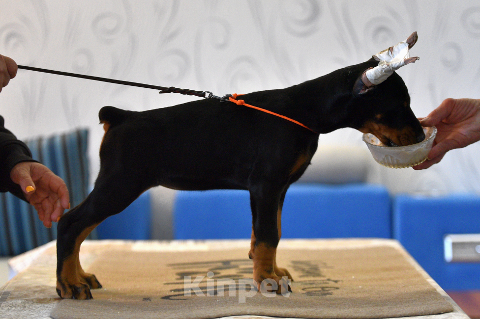 Собаки в Москве: Замечательная девчонка 2,5 месяца Девочка, 100 000 руб. - фото 4