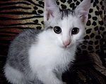 Кошки в Люберцах: Серенький  Мальчик, 77 руб. - фото 1