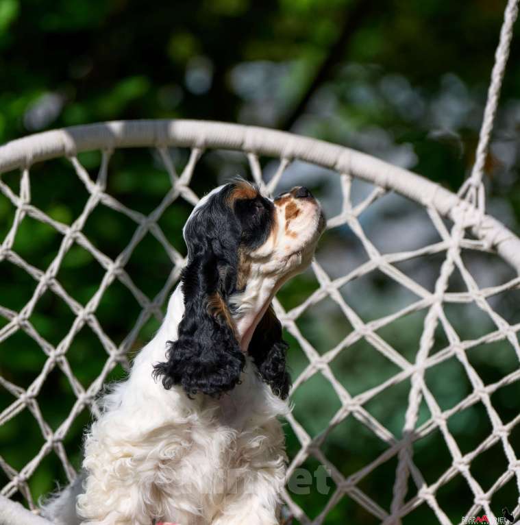 Собаки в Москве: Принц: будущий чемпион ринга и выставок  Мальчик, 120 000 руб. - фото 7