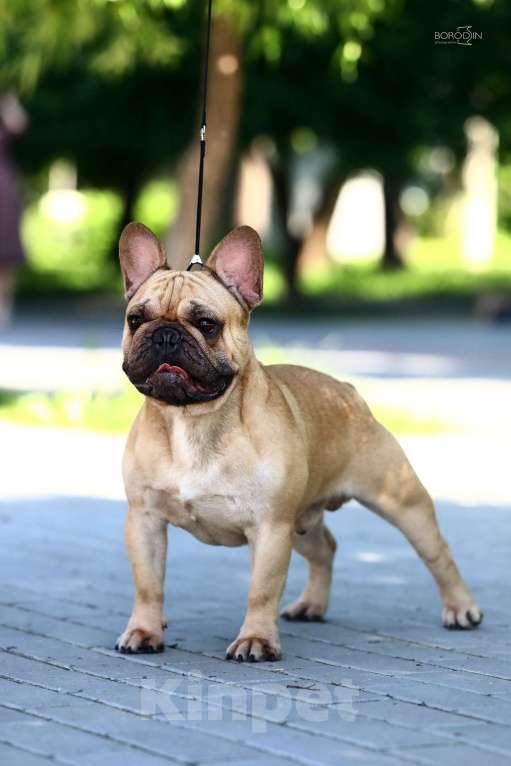 Собаки в Новосибирске: Французский прину Мальчик, 80 000 руб. - фото 6