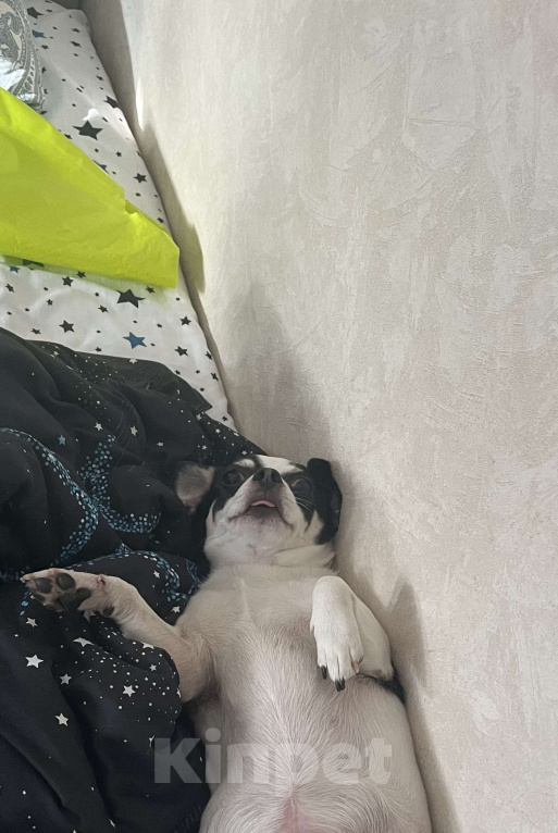 Собаки в Москве: Чихуахуа в добрые руки  Мальчик, Бесплатно - фото 1