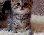 Кошки в Александровске-Сахалинском: Котята, 5 000 руб. - фото 1
