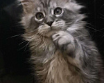 Кошки в Камызяке: Котенок Мейн кун, 25 000 руб. - фото 1