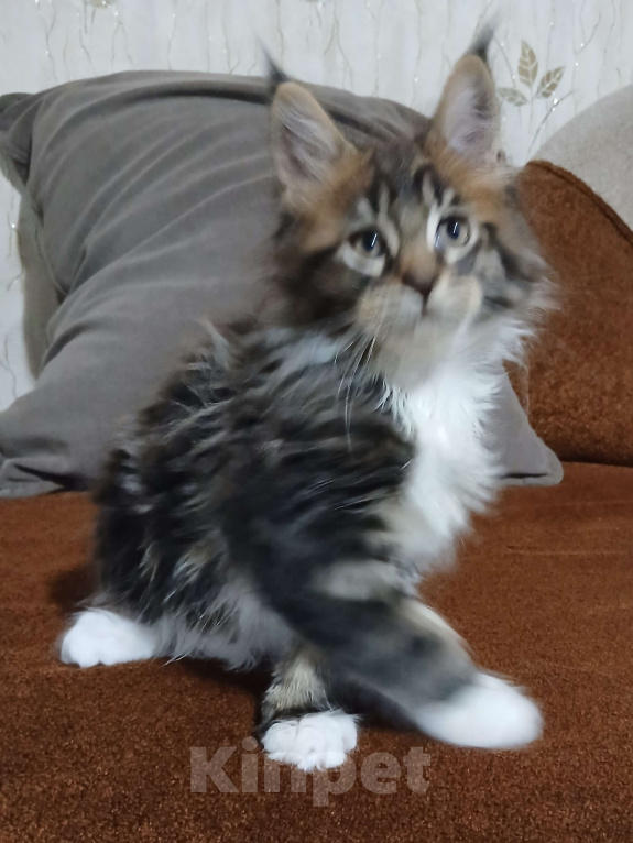 Кошки в Новоалександровске: Чистокровные котята мейн-кун 🐾 Мальчик, 30 000 руб. - фото 4