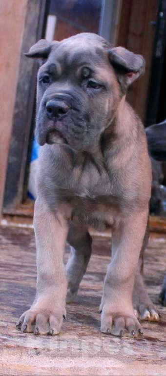 Собаки в Москве: Мальчик и девочка Мальчик, 90 000 руб. - фото 6