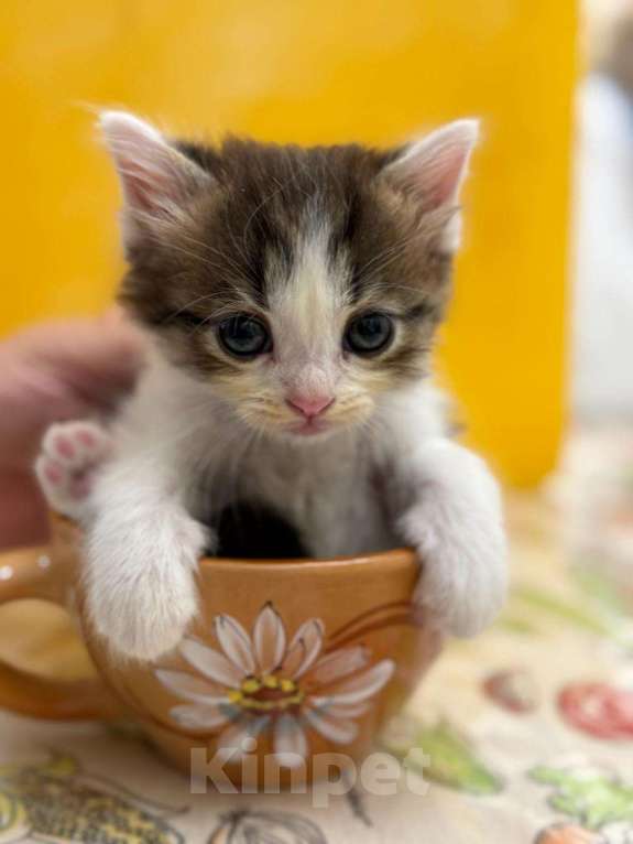 Кошки в Геленджике: Котенок в добрые руки Мальчик, Бесплатно - фото 1
