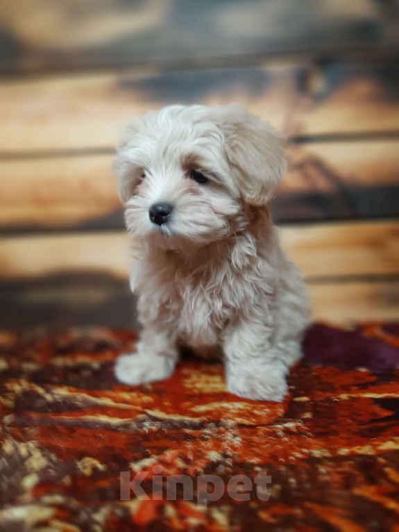 Собаки в Москве: Мальтипу f1 mini девочка Девочка, 110 000 руб. - фото 3