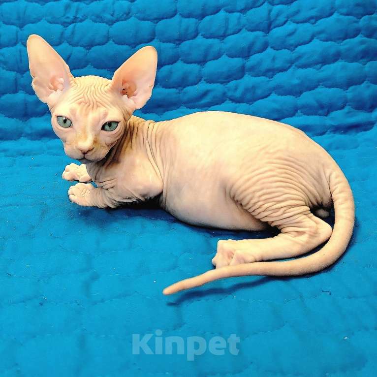 Кошки в Королеве: Очаровательный рыжик-канадский сфинкс Мальчик, 60 000 руб. - фото 2