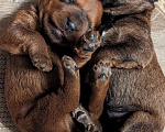 Собаки в Санкт-Петербурге: Щенки ирландского терьера от чемпионской пары Девочка, Бесплатно - фото 4