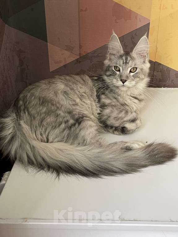 Кошки в Москве: Пушистый ангел для вашего настроения Мальчик, 80 000 руб. - фото 5